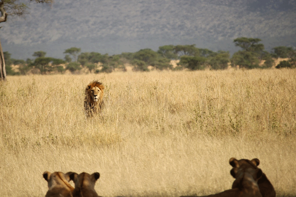 Every morning the lion wakes up and knows it must outrun the slowest gazelle or it will starve.